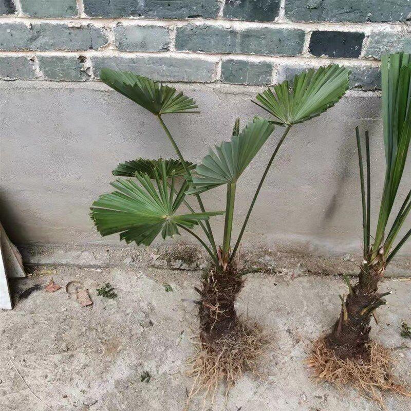 棕树苗棕榈树苗棕榈树扇子树葵蒲扇棕竹苗棕榈大树别墅绿植
