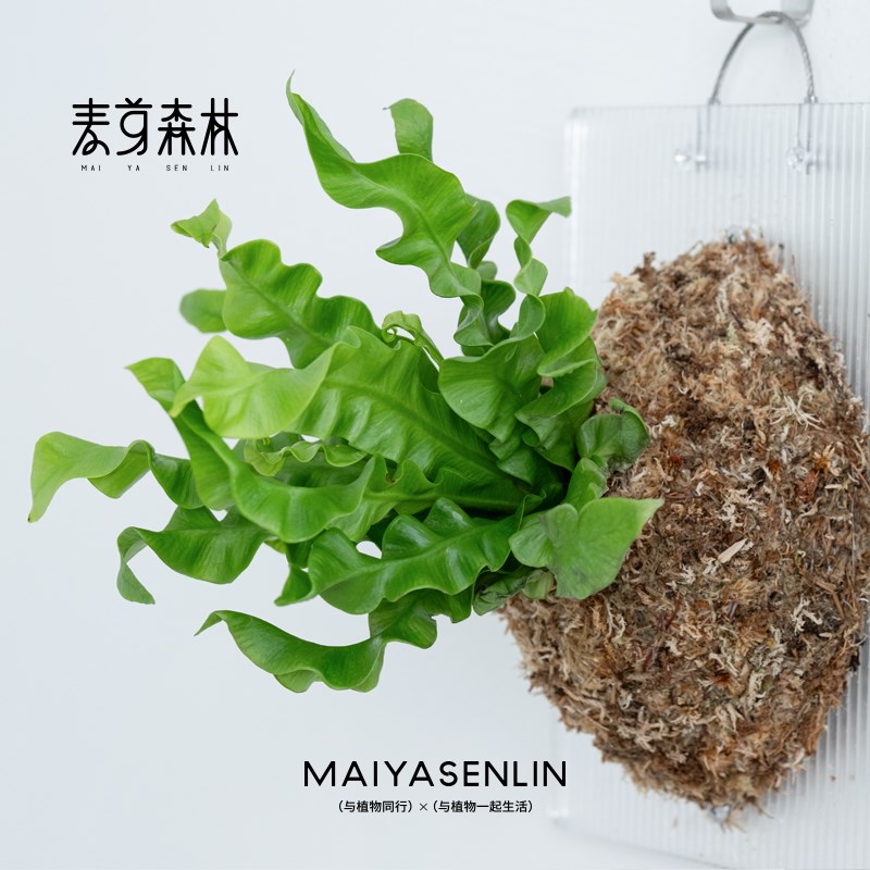 鸟巢蕨类亚克力造景板绿植物壁挂墙装饰垂吊好养无土手工麦芽森林