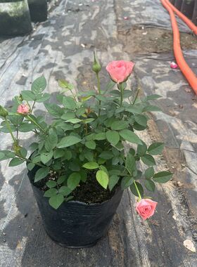 仙度瑞拉粉色灰姑娘阳台玫瑰花盆栽带花苞开花微月季花苗四季庭院