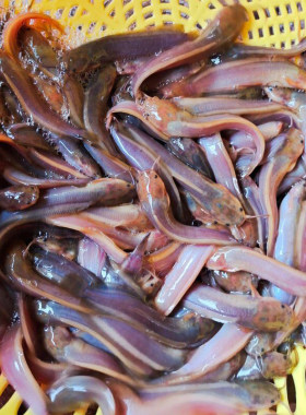 塘角鱼鱼苗淡水 养殖食用本地塘鯴鱼苗鲶鱼苗大全鱼苗批 发鮎鱼苗