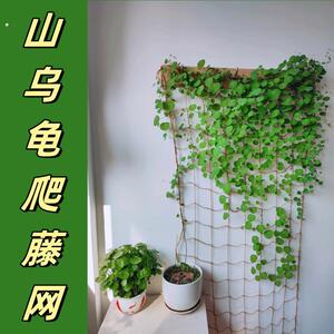 山乌龟爬藤植物麻绳软网格攀爬牵引专用月季蔷薇绿植藤蔓支撑架