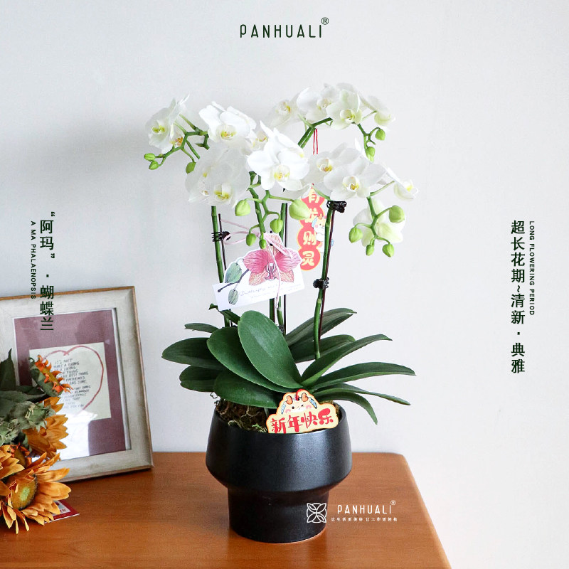 特级蝴蝶兰白粉色蝴蝶兰真花年宵花盆栽带花苞室内植物花卉长花期