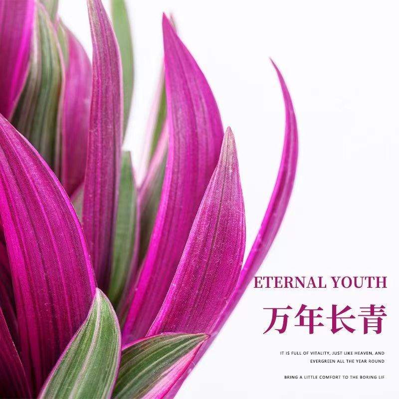 紫露兰盆栽油画吊兰花卉植物室内花好养净化空气办公桌面观叶绿植图片