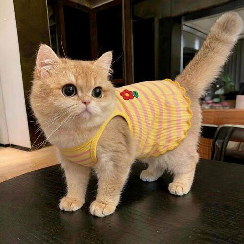 猫咪衣服小猫防掉毛薄款夏季背心2026新款德文猫布偶猫宠物狗衣服