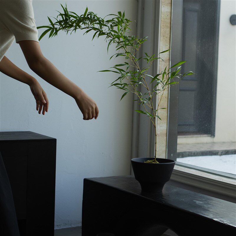诗与自然 金丝竹子中式禅意风格绿植茶桌书房植物盆景小众景观