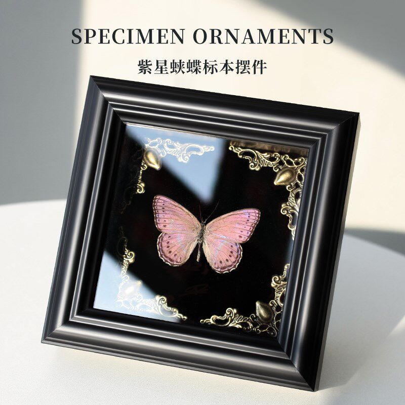 紫星蛱蝶蝴蝶标本真蝴蝶动物摆件展示框艺术品相框客厅装饰画礼物