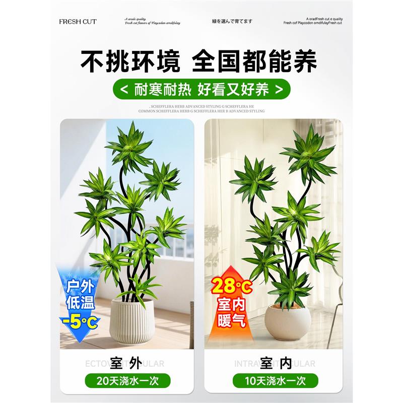 百合竹客厅大型绿植盆栽高级氛围感室内旺宅上档次造型好养真植物图片