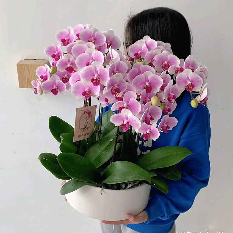 蝴蝶兰盆栽生日开业北京上海广州杭州深圳南京鲜花速递同城配送店