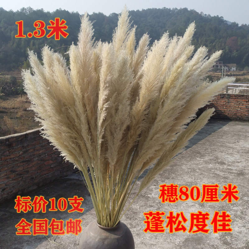 芦苇蒲苇干花落地客厅婚庆装饰网红摆件真花家居婚礼花束10支包邮