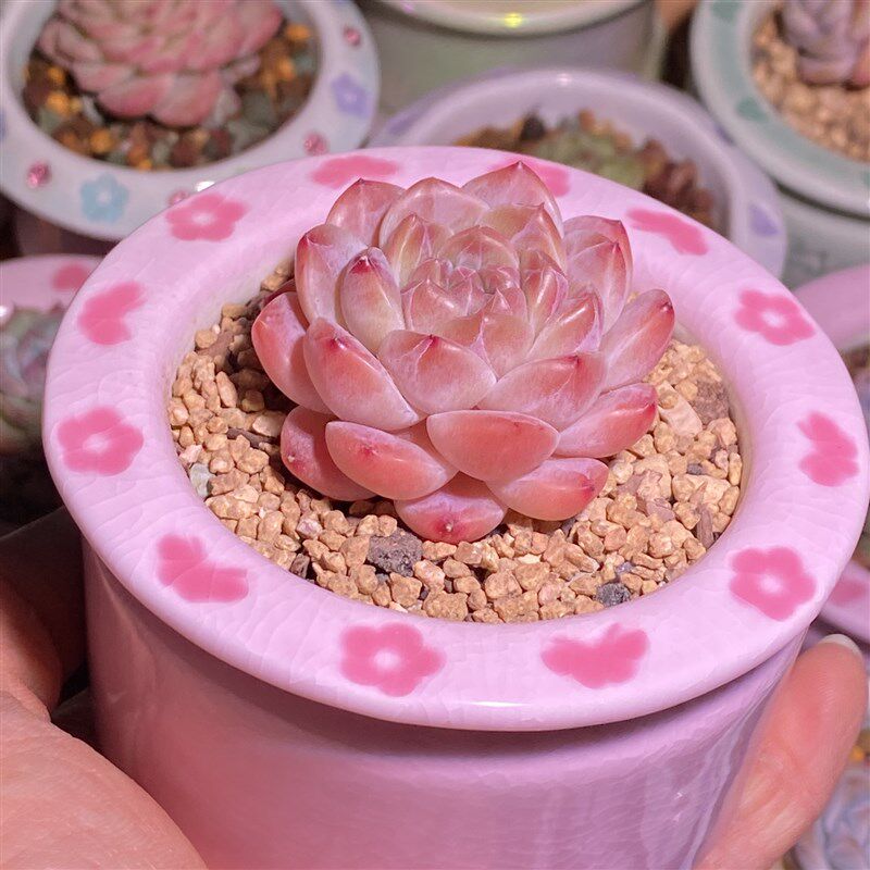 淡粉可爱《小爱心印花盆》精品多肉花盆多肉植物景德镇陶瓷小花盆