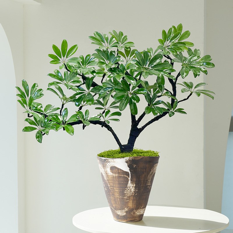 鸭脚木盆栽客厅旺宅桌面植物入户玄关八方来财盆景四季好养活绿植