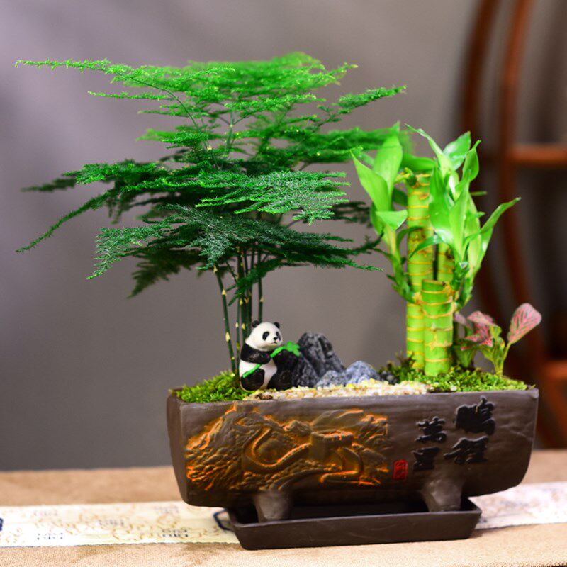 文竹盆栽富贵竹室内绿植发财树组合好养微景观中式桌面植物礼品