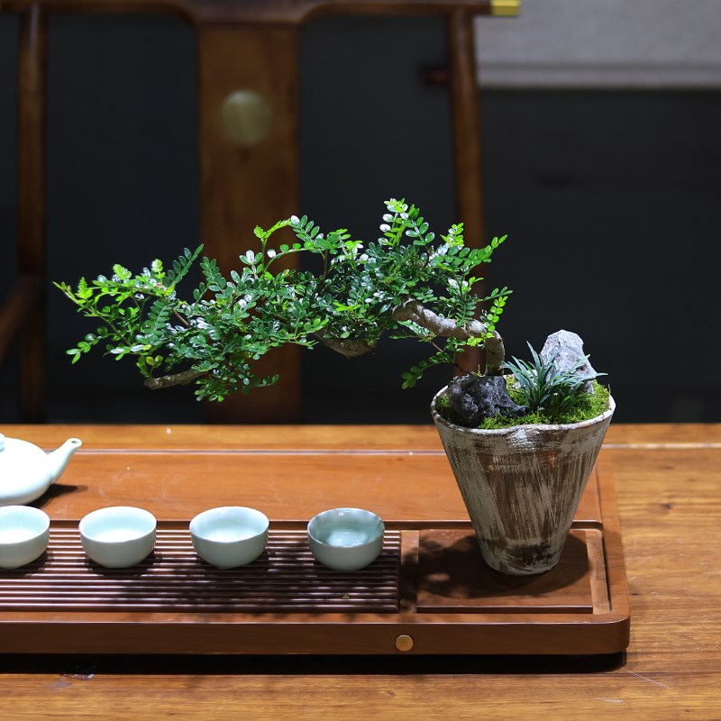 清香木盆栽绿植室内客厅办公室桌面造型盆景植物茶几摆件胡椒木