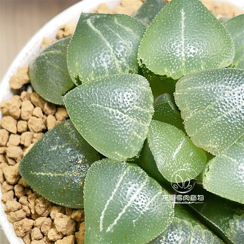 翠贝玉露十二卷多肉植物带盆栽一物一拍适用窗台阳台春季开花