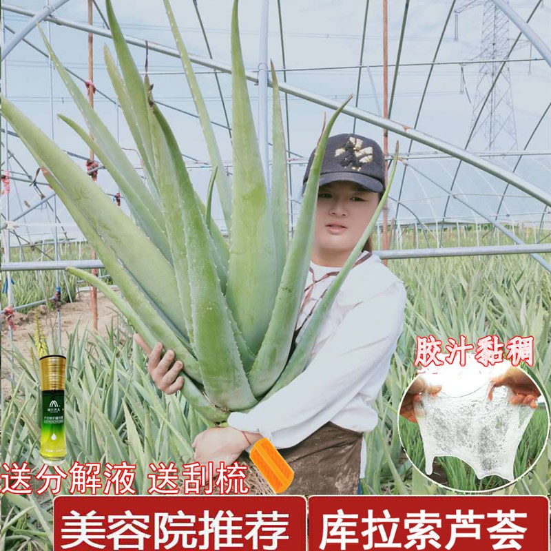 30斤大颗美容院库拉索芦荟美容专用芦荟灌肤补水芦荟盆栽洗浴洗头