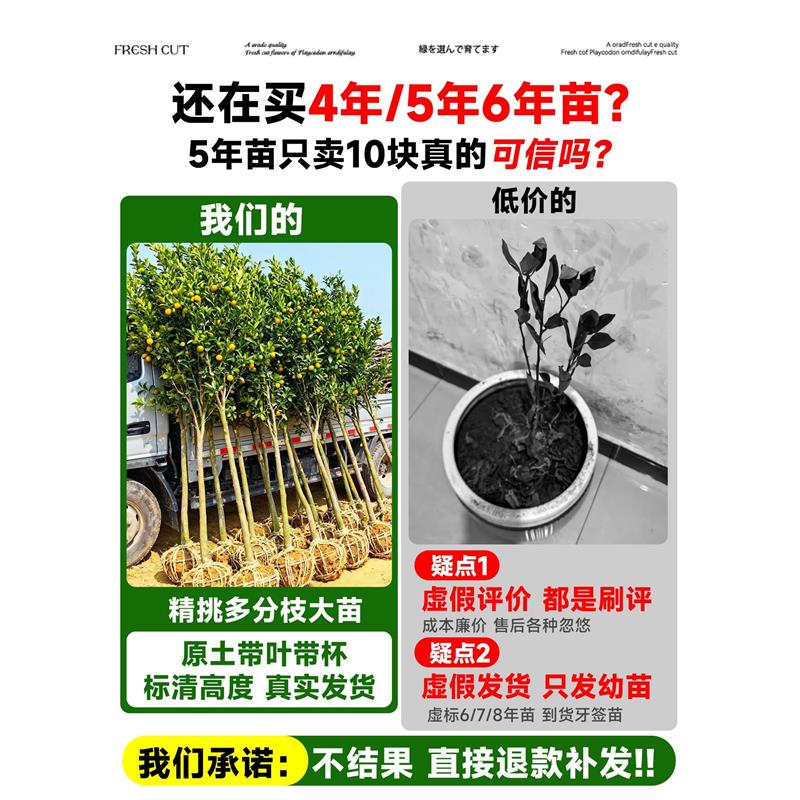 金桔树树苗广西脆皮果树盆栽无籽橘子果苗四季脆蜜砂糖橘可吃食用
