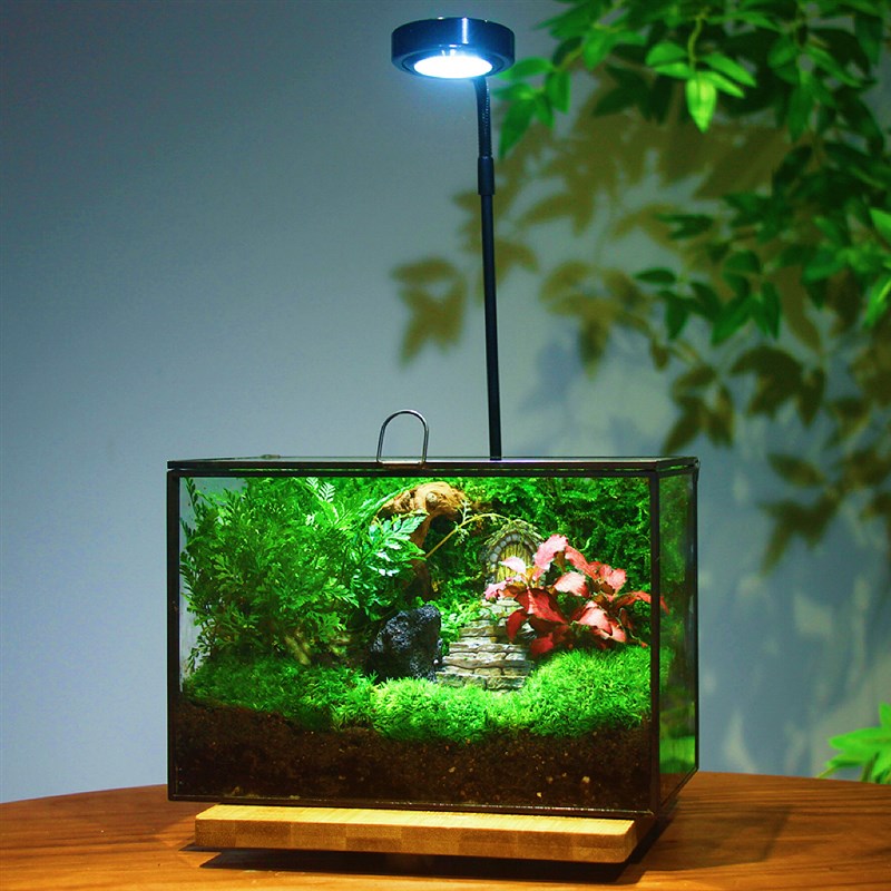 苔藓微景观生态雨林缸造景办公室桌面绿植闷养螃蟹生态缸生日礼物图片