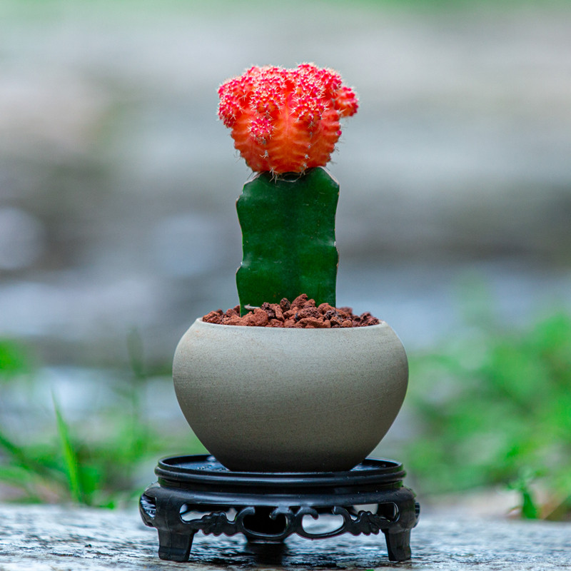 仙人掌盆栽仙人球开花室内茶几办公室防辐射桌面绿植多肉植物盆景