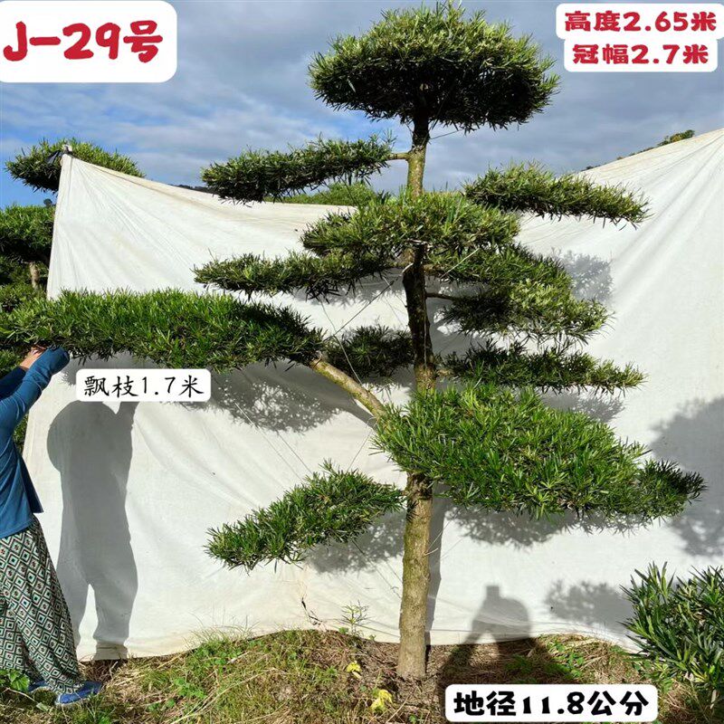 2024新款精品造型迎客罗汉松别墅庭院名贵花卉树苗J区高1.8-2.6米