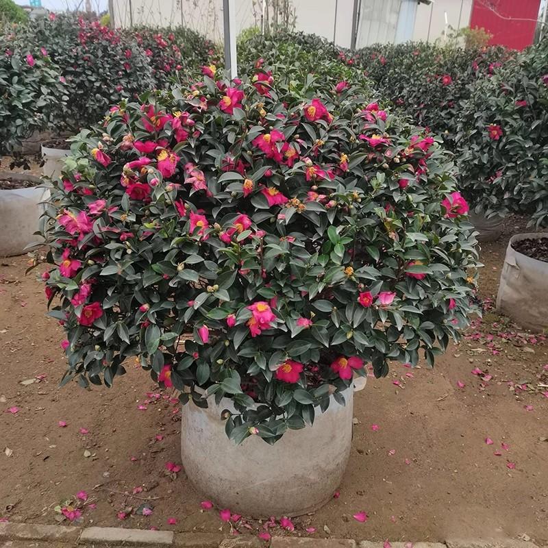 茶梅花苗树苗茶梅球茶花盆栽冬茶梅盆栽四季带花苞庭院耐寒茶花苗