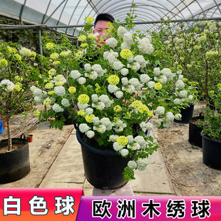 圆锥绣球香草草莓花苗石灰灯绣球花耐寒耐晒花卉盆栽夏日美人植物