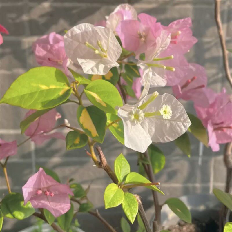 金心橙白三角梅带花盆栽双色花爬藤勤花仙气飘飘原生老桩阳台绿植