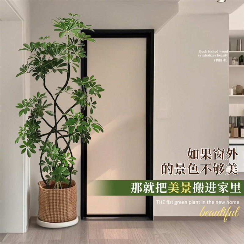 造型鸭脚木客厅大盆栽室内绿植鸭掌木鹅掌柴大型四季常青真花植物
