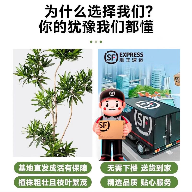 百合竹客厅大型绿植盆栽高级氛围感室内旺宅上档次造型好养真植物