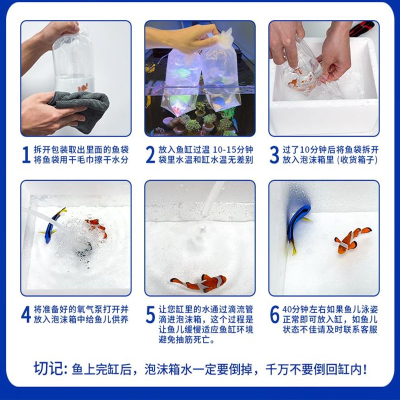 红海骑士纹吊海水鱼观赏鱼活体小丑海水鱼缸老鱼FOT已检疫秒颗粒