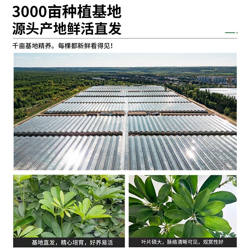鸭脚木客厅大盆栽八方来财大型落地植物室内鸭掌木七叶莲绿植花卉