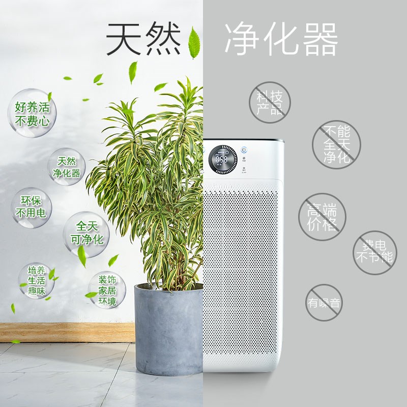 金边百合竹盆栽 室内外大型植物阳台客厅高档富贵绿植金心百合竹