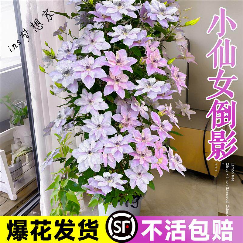 倒影铁线莲大苗带花苞乌托邦约瑟芬新款盆栽爬藤植物四季开花大苗
