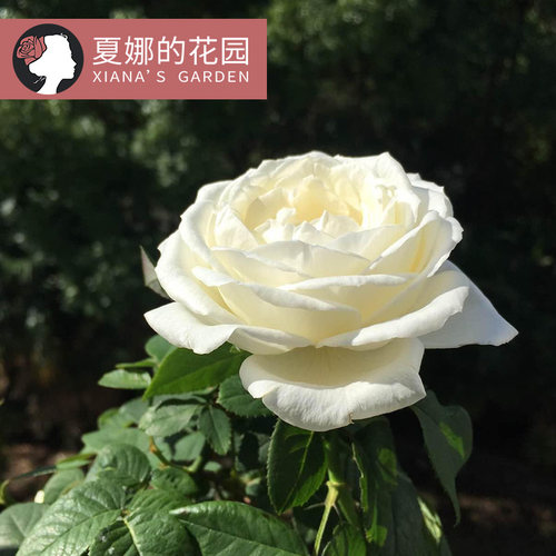 伊芙婚礼之路纯白色切花月季玫瑰花苗盆栽阳台庭院观花耐热大花