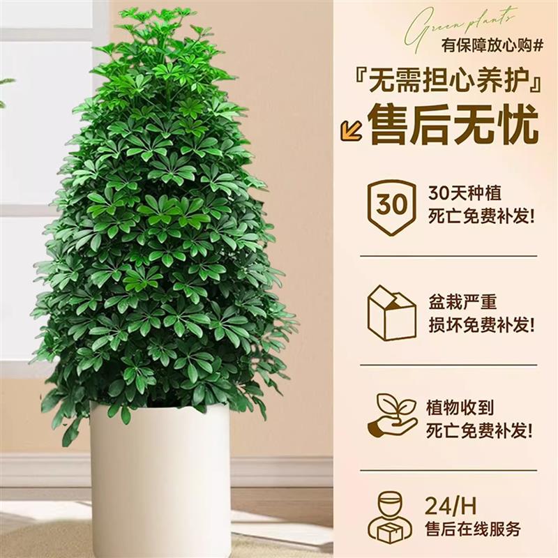 丛生鸭脚木客厅大盆栽鸭掌木鹅掌柴室内乔迁绿植大型四季好养植物