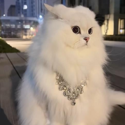 猫咪项圈高级感宝石吊坠宠物外出配饰拍照道具中古镶钻项链轻奢