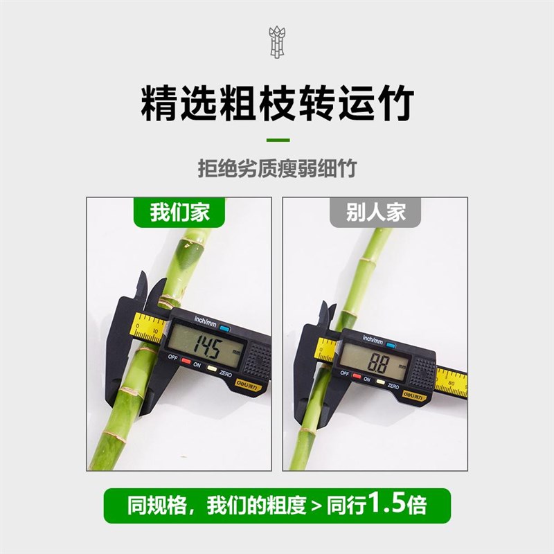 水培植物富贵竹转运竹室内客厅绿植盆栽开运竹弯竹文昌龙竹节节高