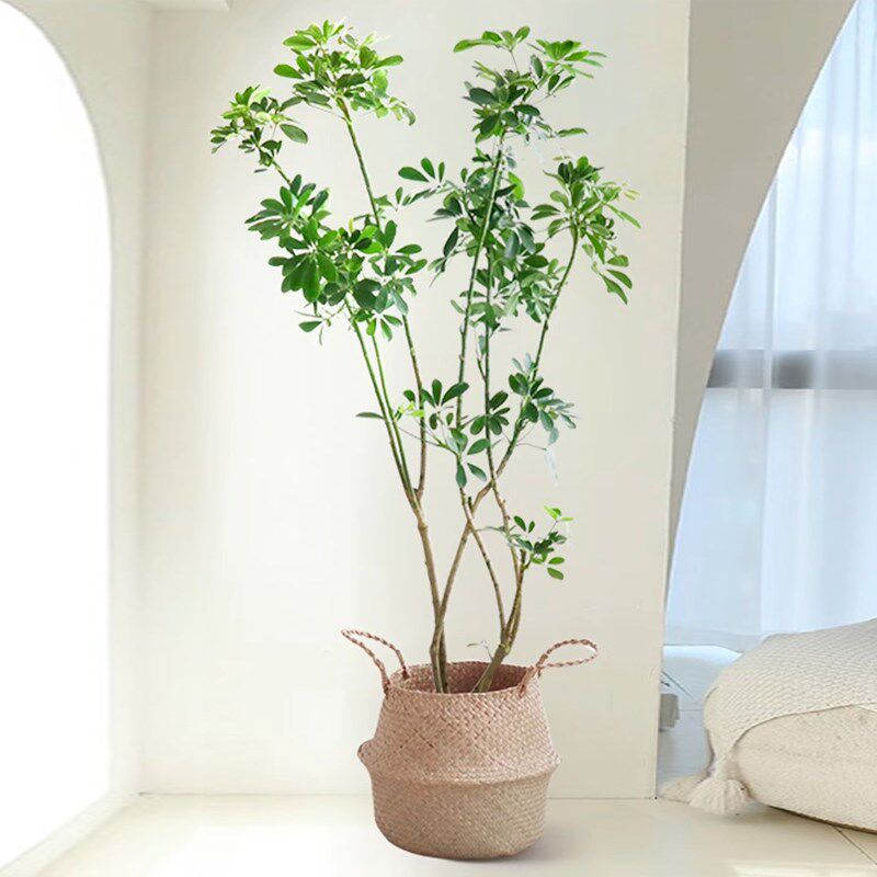 造型鸭脚木大盆栽室内新家大型植物净化空气客厅绿植