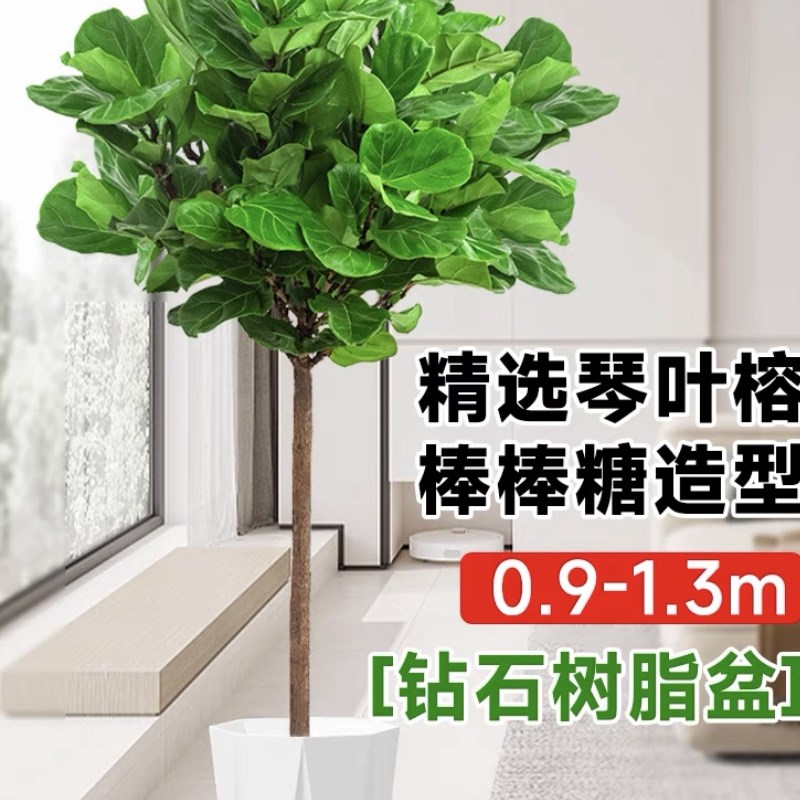 琴叶榕富贵叶盆栽室内客厅大叶北欧真绿植大型吸甲醛琴叶榕植物zb