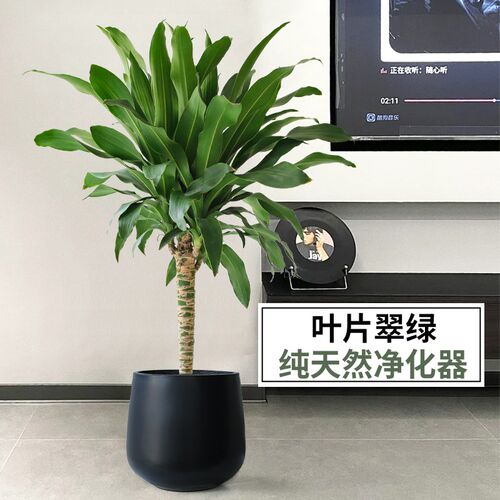 幸运木盆栽巴西木龙血树北欧办公室客厅净化空气绿植好养大型植物