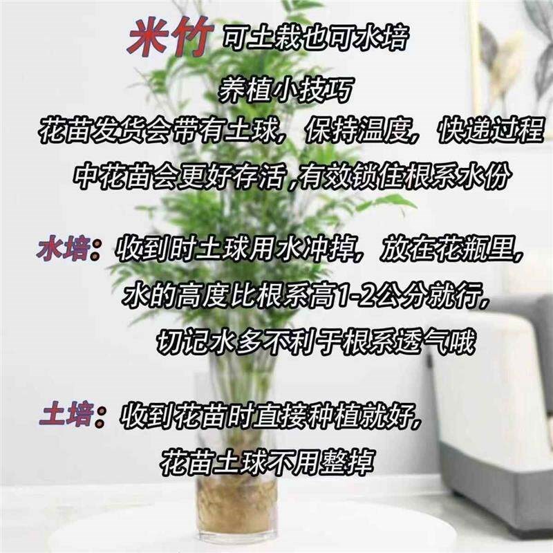 水培米竹室内水培植物水养观音竹富贵竹南天竹客厅懒人高档绿植