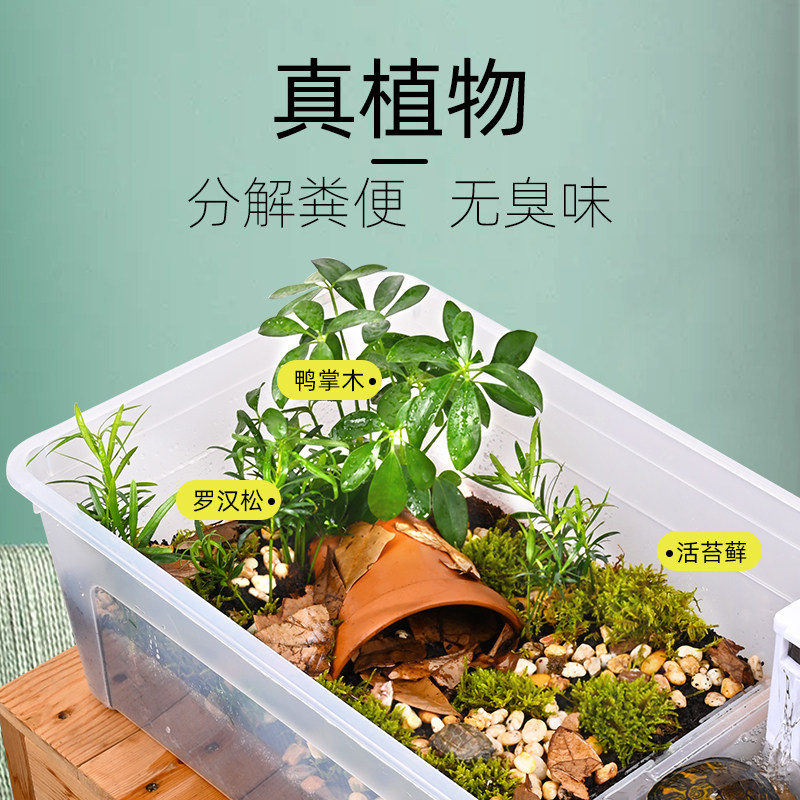 乌龟饲养缸巴西草龟专用缸生态造景别墅特大号水陆两用盒植物套餐