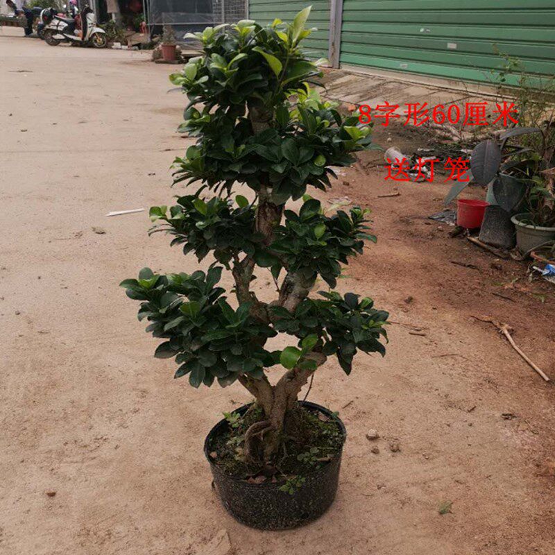 大型小叶榕树树桩 S造型榕树盆景盆栽 绿植室外庭院阳台观茎植物