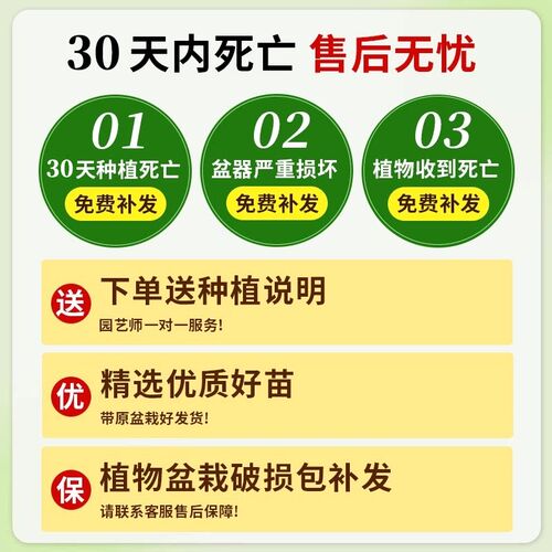 黑金刚橡皮树客厅大盆栽造型室内大型绿植四季好养阳台办公室植物