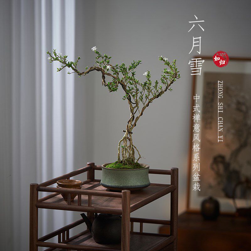 六月雪真盆景室内悬崖式植物造型摆件中式茶室阳台绿植花卉盆栽
