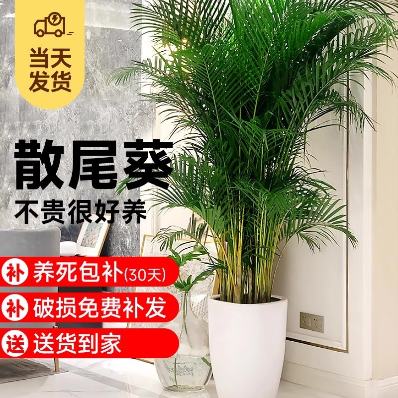 散尾葵盆栽凤尾竹室内大型植物花卉乔迁送礼吸甲醛加湿办公室绿植