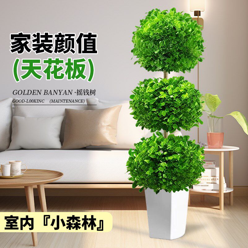 金钱榕盆景家用客厅大盆栽招财树造型金钱榕树室内小叶绿植老桩