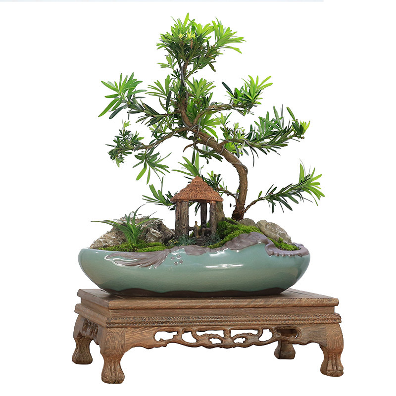 小叶雀舌罗汉松盆景树桩造型老桩植物室内绿植客厅迎客松四季常青