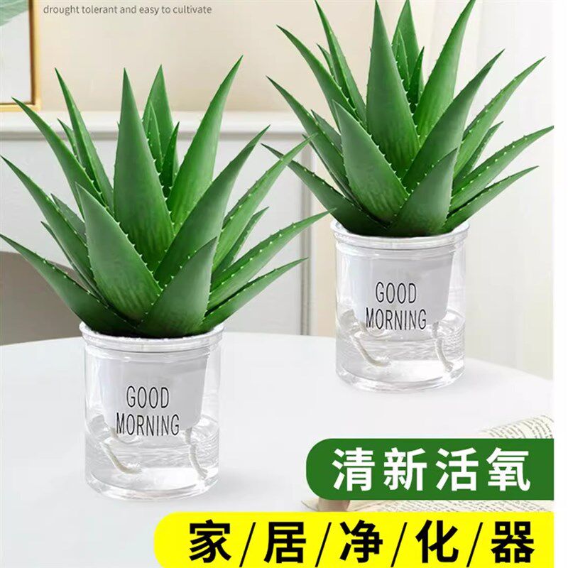 芦荟芦荟盆栽水培水培绿植花卉办公室内桌面客厅净化空气多肉植物