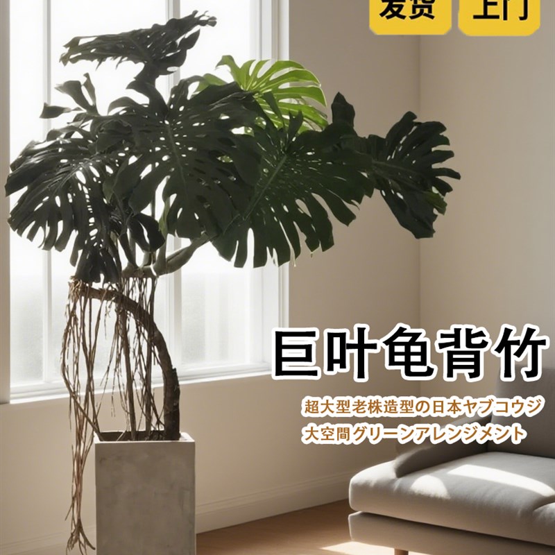 大叶龟背竹绿植客厅老桩盆栽植物室内大型落地办公室盆景高级巨型