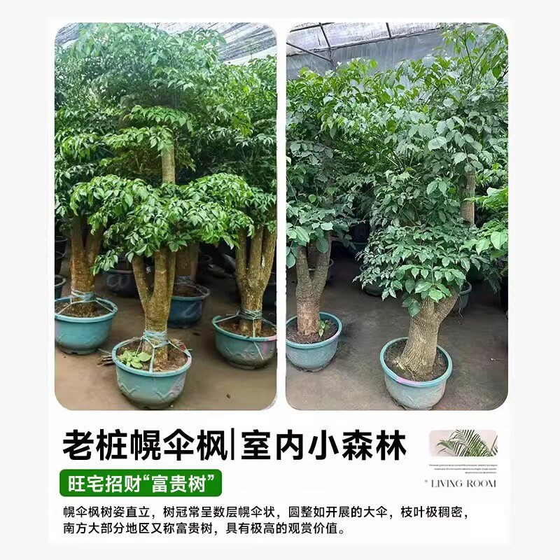 幌伞枫幸福树老桩三叉绿植盆栽高级感室内落地大型绿植好养活盆景